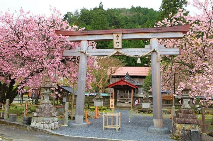 盘点“鸟居×樱花”梦幻美景  