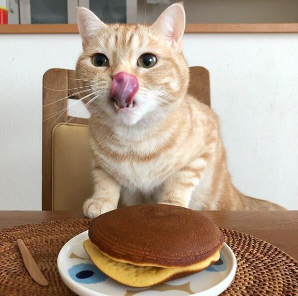 日本吃货小橘猫茶太郎一心想偷食物真得太萌啦