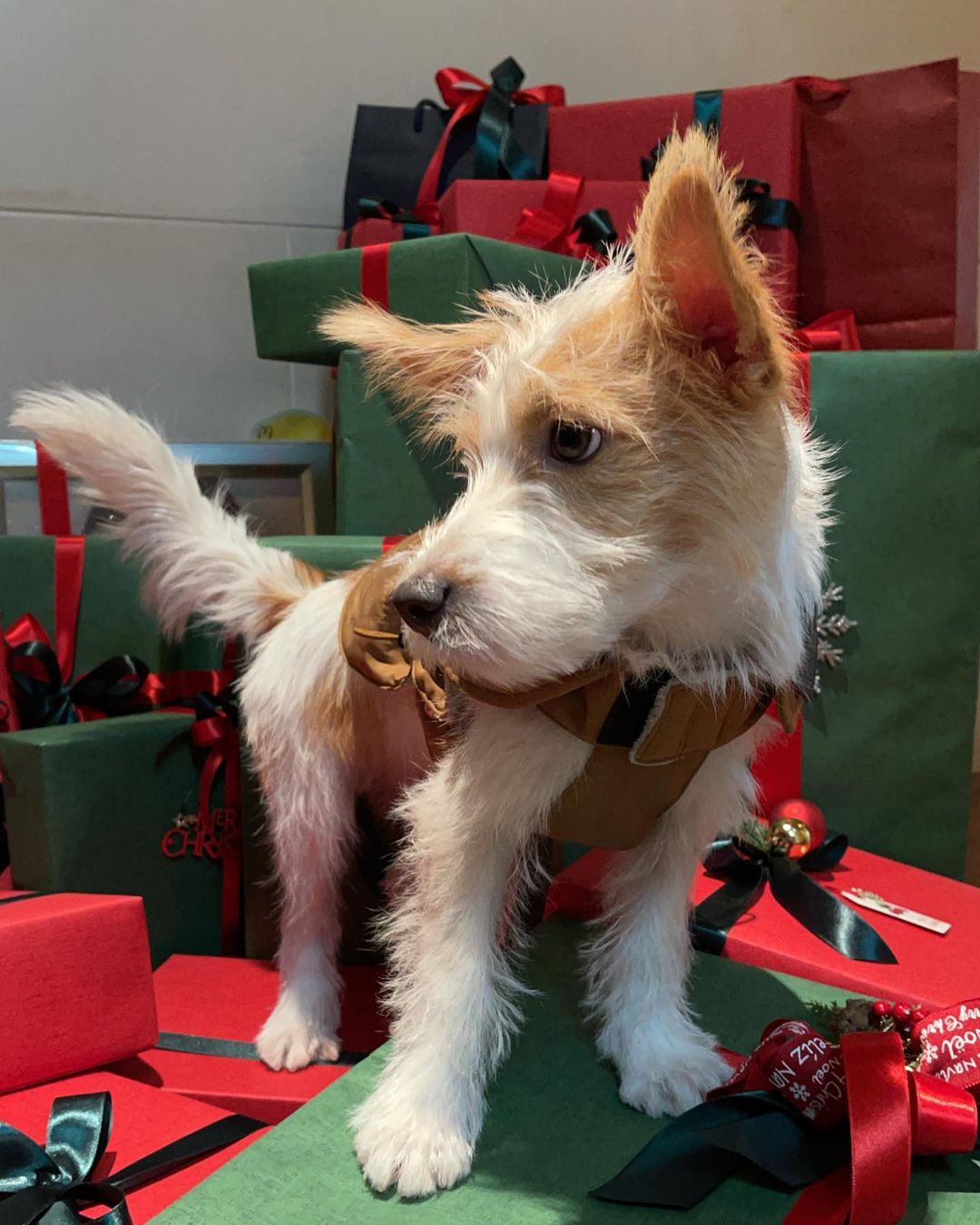 blackpink的每位成员们都是出了名的爱猫,爱狗人士,而rosé与米克斯犬