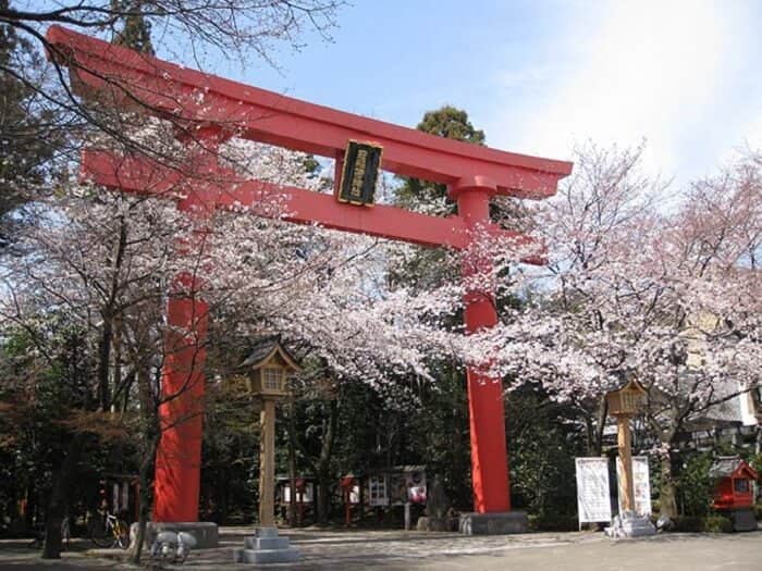 盘点“鸟居×樱花”梦幻美景  