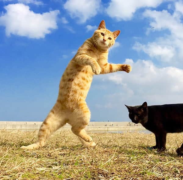 哈达忍术喵喵拳猫中的武林高手治愈百万猫奴