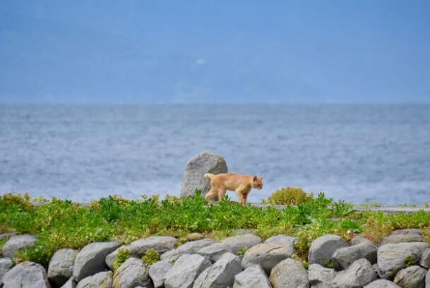 猫奴必访喵星人圣地精选15处日本猫岛