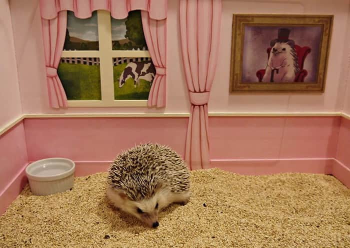 日本刺猬咖啡厅chikuchikucafe超级治愈